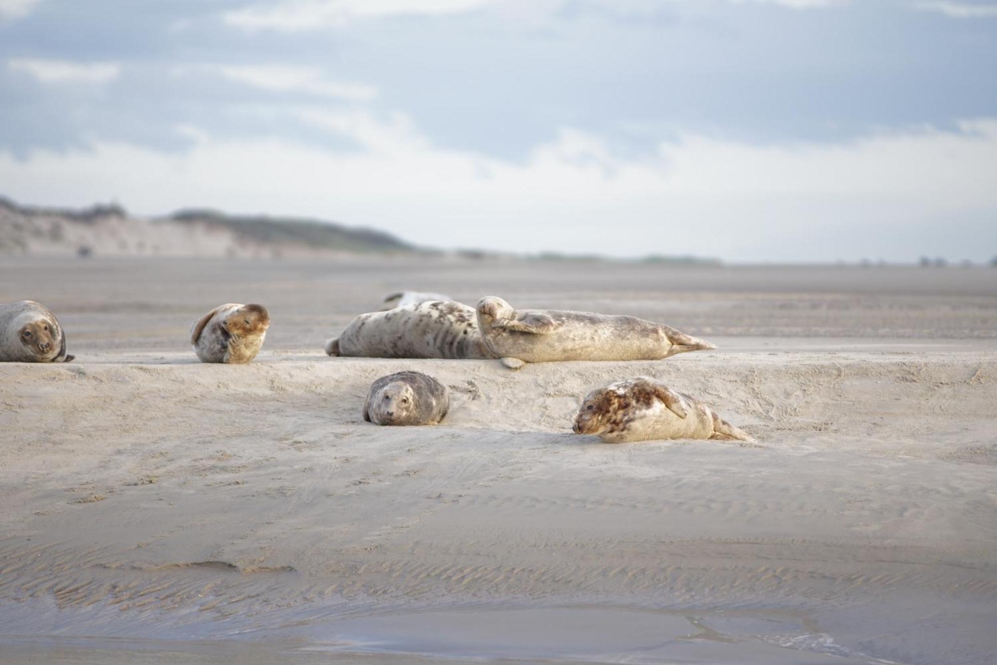 Evasion En Baie De Somme 700m Et Phoques Le Cabestan Appartement
